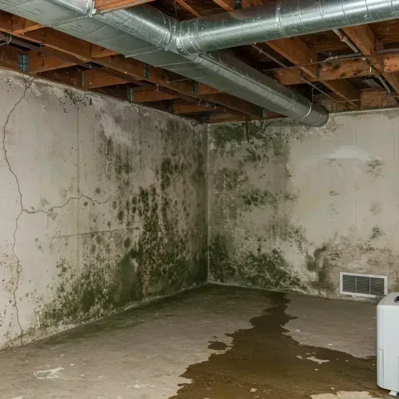 Professional Mold Removal in Indiantown, FL